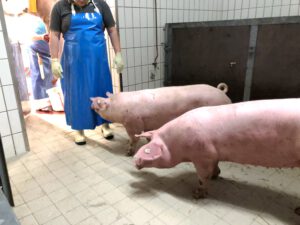 Schweine im Schlachtraum der Metzgerei Grießhaber