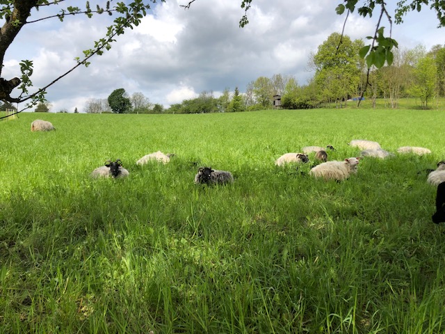 Schafe des Hofguts Maisenburg